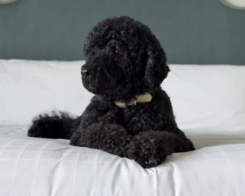 A force of nature! Obama mourns family dog Sunny
