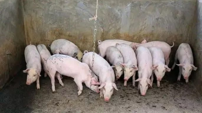 Kiambu dismisses swine fever outbreak claims