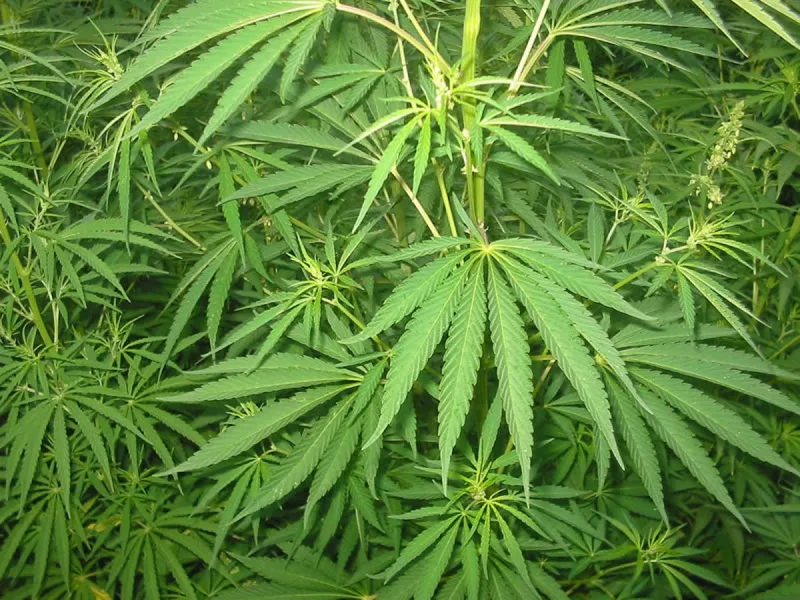Bhang is my main source of income, man tells court