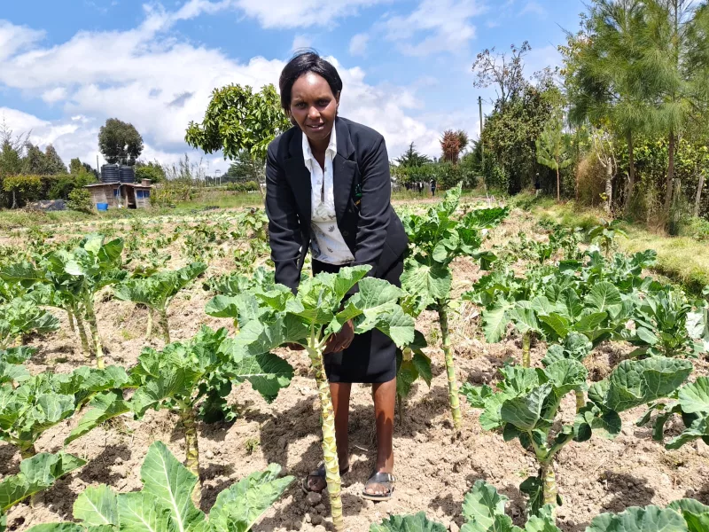 Farmers ditch harmful chemicals for safer eco-farming in Nyandarua