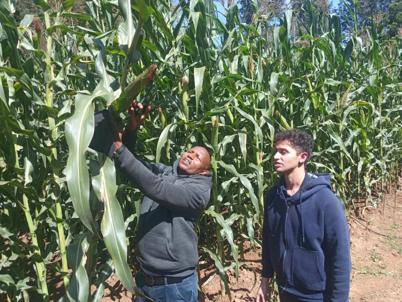 Tarek Albalah, commercial lead (r) and Simon Kipngetich senior technician at Western seed company inspect maize at a demonstration site at Kitale National Showground