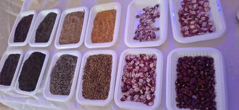 Sample of indigenous seeds on display at the the fourth National Participatory Guarantee Systems (PGS) workshop
