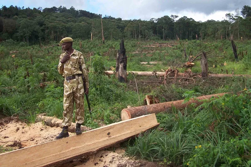 Restoring world’s forests our greatest opportunity