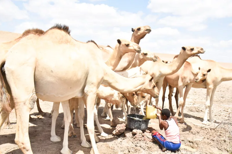 A header giving his camels water in Afuene, Baraki ward, Lagdera sub county.