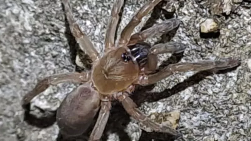 A team of conservationists found the Mauritian tidal trapdoor spider during work on a Mauritian island/Durrell Wildlife Conservation Trust