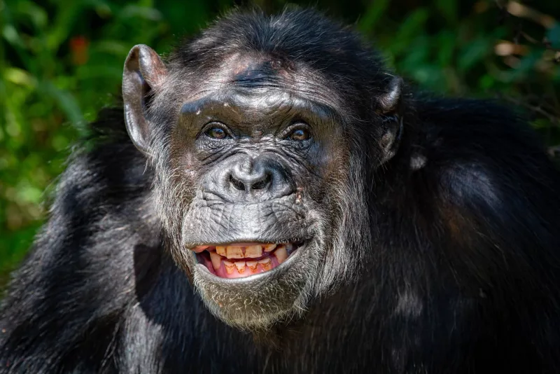 Judy, Chimpanzee dies after 30 years ilat Ol Pejeta sanctuary/Ol Pejeta