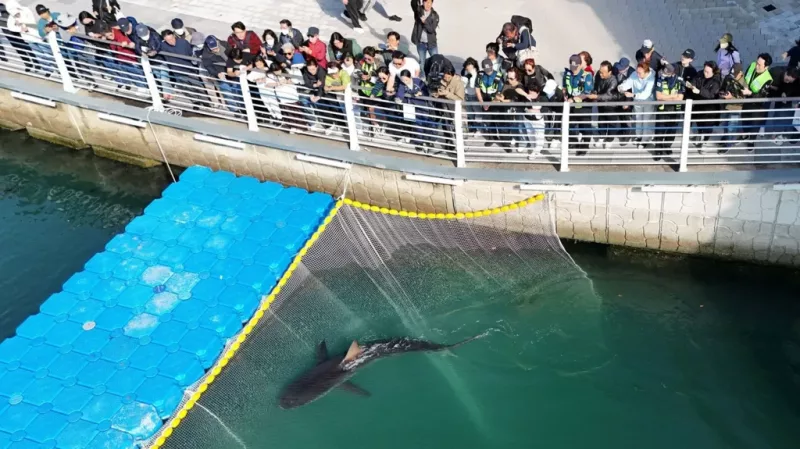 Authorities had attempted to lead the shark out of the canal/BBC