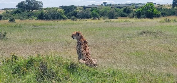 As more travellers look for private, low-impact safari experiences, Kenya's best-known reserve is pairing conservation with top-end hospitality.
