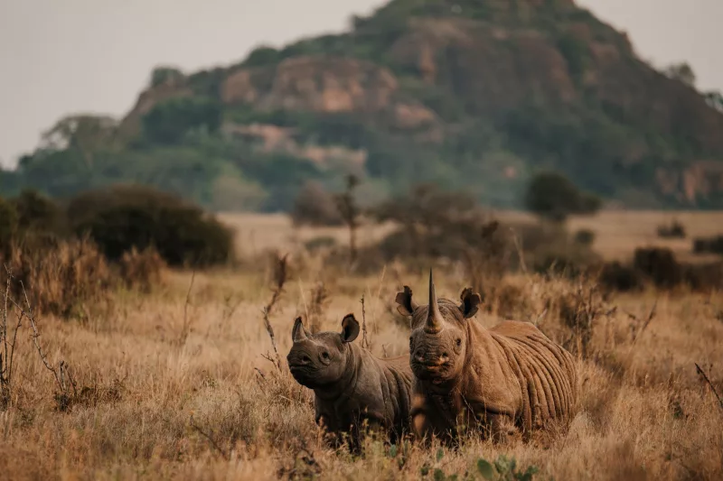 New initiative seeks to avert black rhino territorial fights