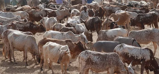 Cattle/ FILE