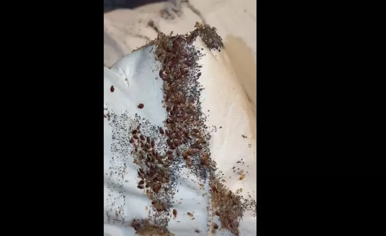 Millions of bedbugs swarm mattresses and walls