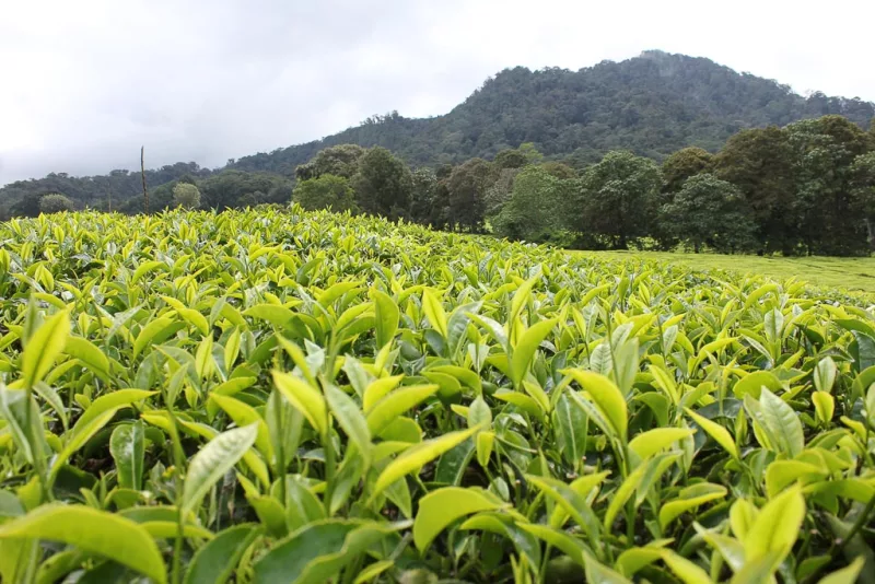 Tea farmers to access September pay and bonuses from Monday