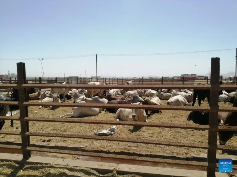 This photo taken on Nov. 9, 2025 shows livestock awaiting export in the city of Port Sudan in Sudan. (Photo by Urqia Elzaki/Xinhua)