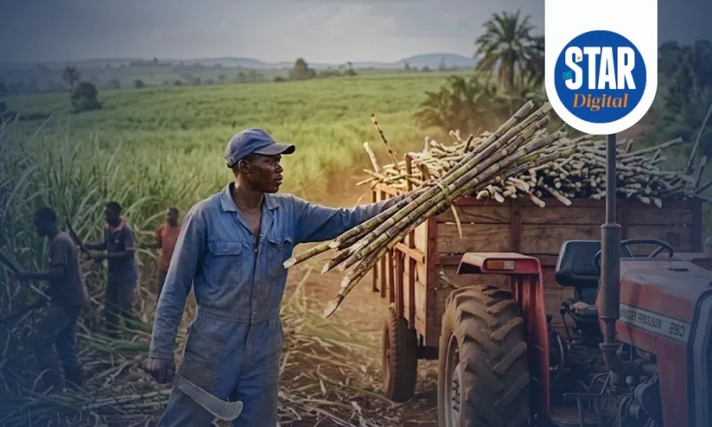 Cane deliveries in million tonnes