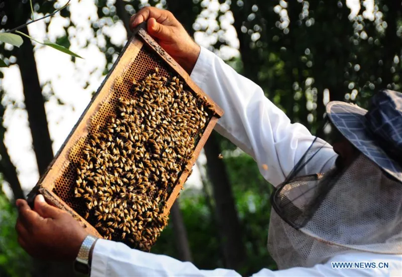 A farmer collects honey at a bee farm in northwest Pakistan's Peshawar on Aug. 20, 2019. (Photo by Saeed Ahmad/Xinhua)