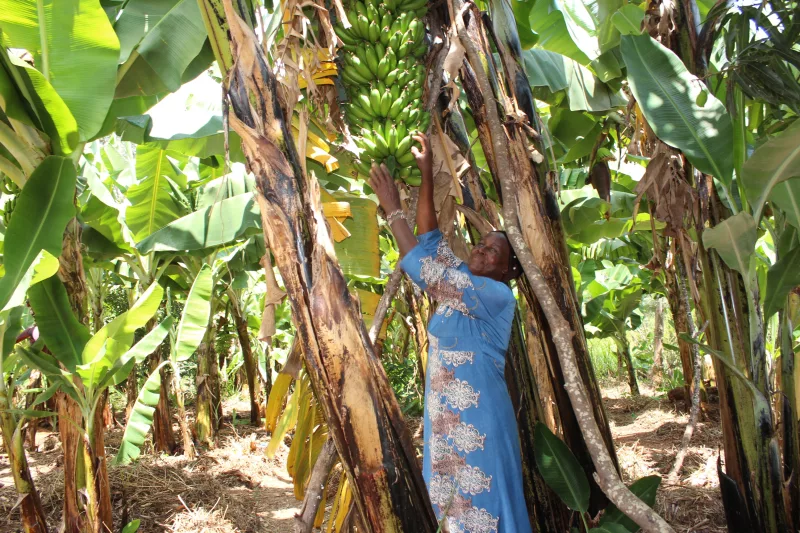 Murang’a unveils 10-year plan to transform farming, school feeding