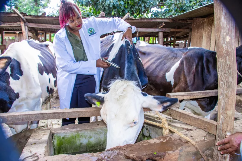An extension officer vaccinating cattle in Kirinyaga on April 8, 2026/ ALICE WAITHERA