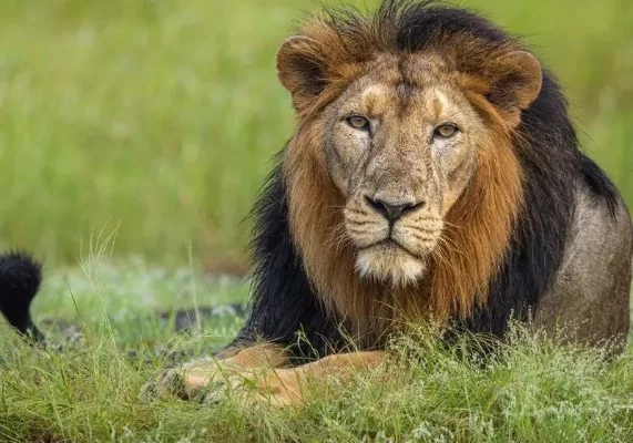 Gujarat: Where wildlife, culture and celebrations come alive