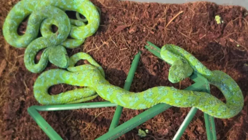 Man with suitcase full of snakes stopped at German airport