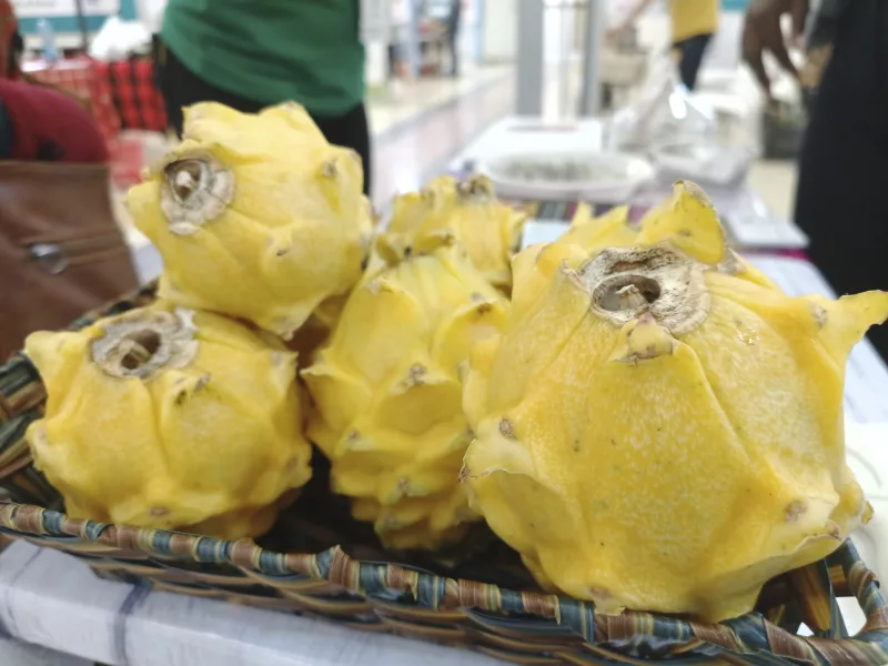 Beyond retirement: Researcher turns dragon fruit into a super farming venture