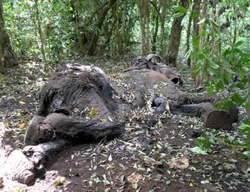 Africa’s monitored wildlife populations drop 80% – report