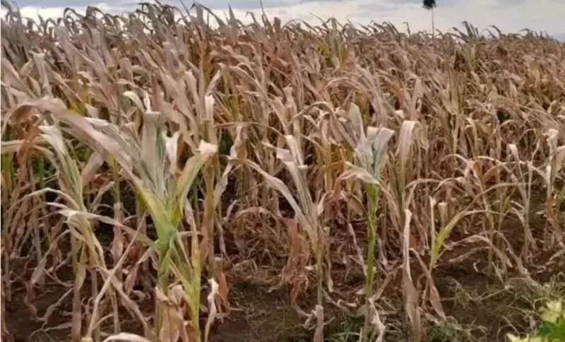 Maize crop damaged by drought in Trans Nzoia county/ FILE