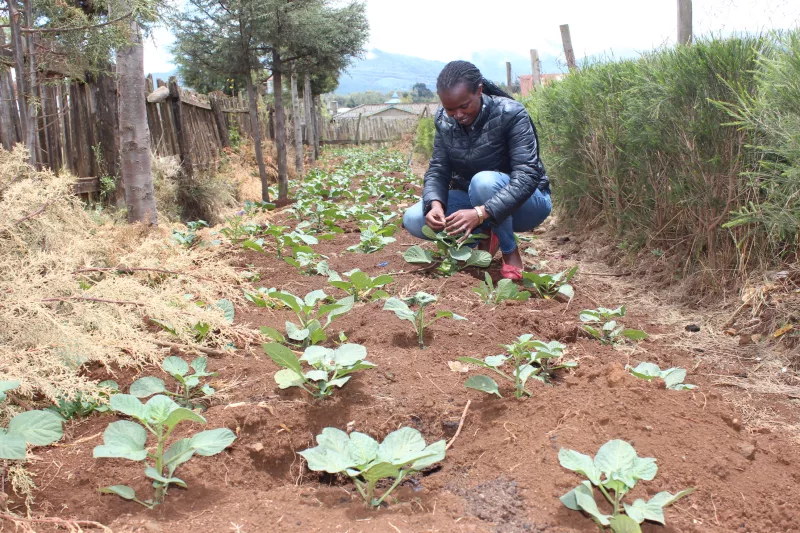Caroline Mwaniki, a field project officer with the World Vegetable Center, checking for worms in an African Nightshade (managu) vegetables school garden at Chania primary school in Kinangop, Nyandarua county/ ALICE WAITHERA