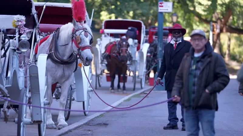 Drivers of horse-drawn carriages in Central Park are concerned for their future - while animal activists see the ban as a victory