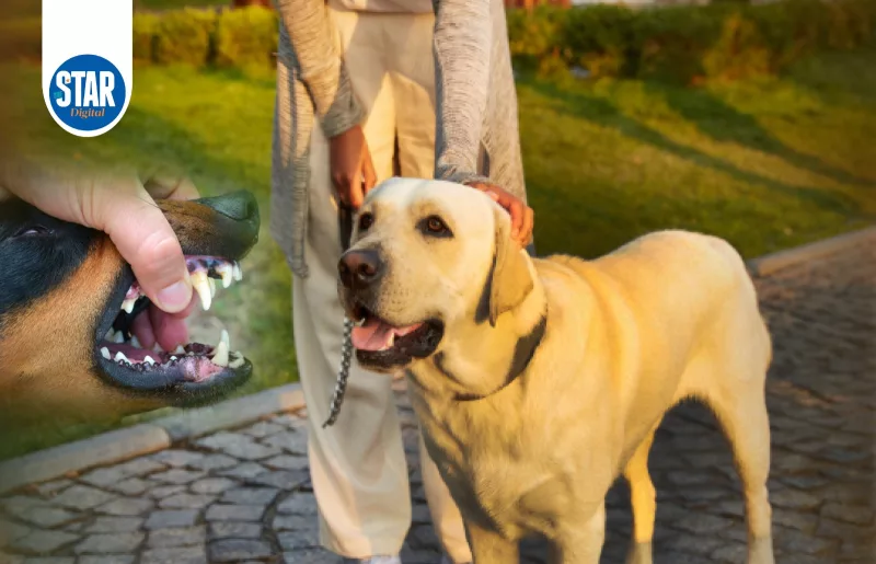 How can you prevent dog bites?