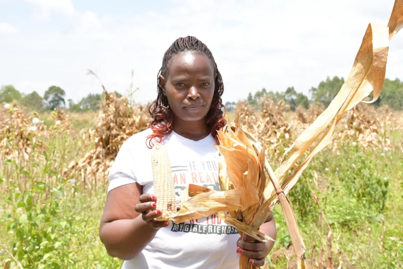 Mary Kung'u, maize farmers in Kitale, Trans Nzoia County./AGATHA NGOTHO.