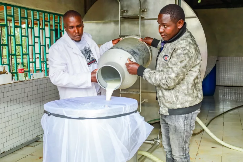 Dairy farmer Shem Munene (right), a member of New Ngariama Dairy cooperative, delivers milk to the new 5,000-litre cooler on October 27, 2026/ ALICE WAITHERA