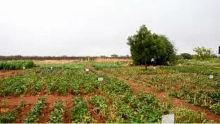 An overview of a cowpea and forages demonstration site in Wajir County, showcasing the potential of irrigation to support crop production in arid and semi-arid environments