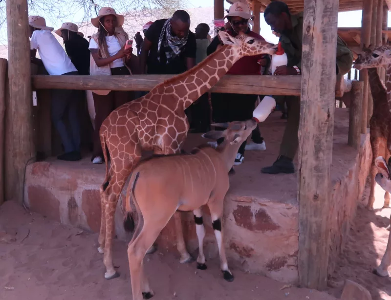 A section of tourists watch as keepers at Reteti sanctuary give milk to the rescued animals/FELIX KIPKEMOI