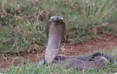 Garissa woman dies after cobra bite at her home