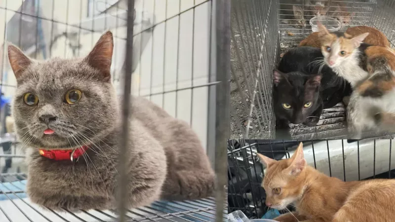 Twelve held for allegedly running cat trafficking ring