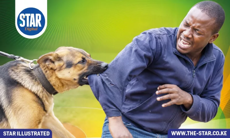 From bite to fatal disease: The rabies threat