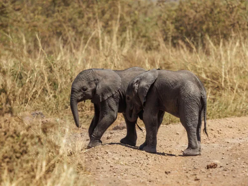 Rare jumbo twins bring joy to Kimana Sanctuary