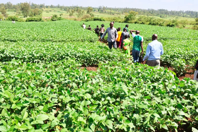 Dominick Okungu with some trained soya bean farmers at Jabagre village farm in Ndhiwa constituency/Robert Omollo