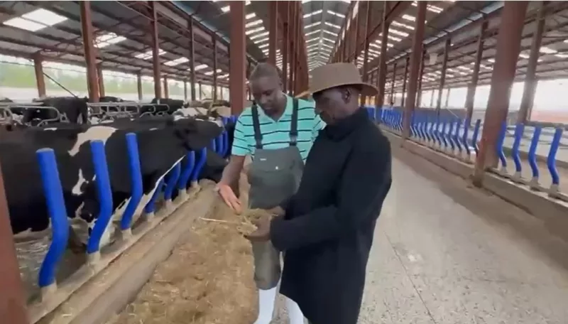Ruto inspects his Koilel dairy farm