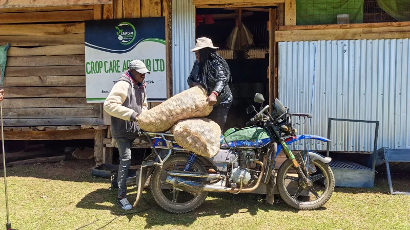 The farmer improving potato farming through certified seed