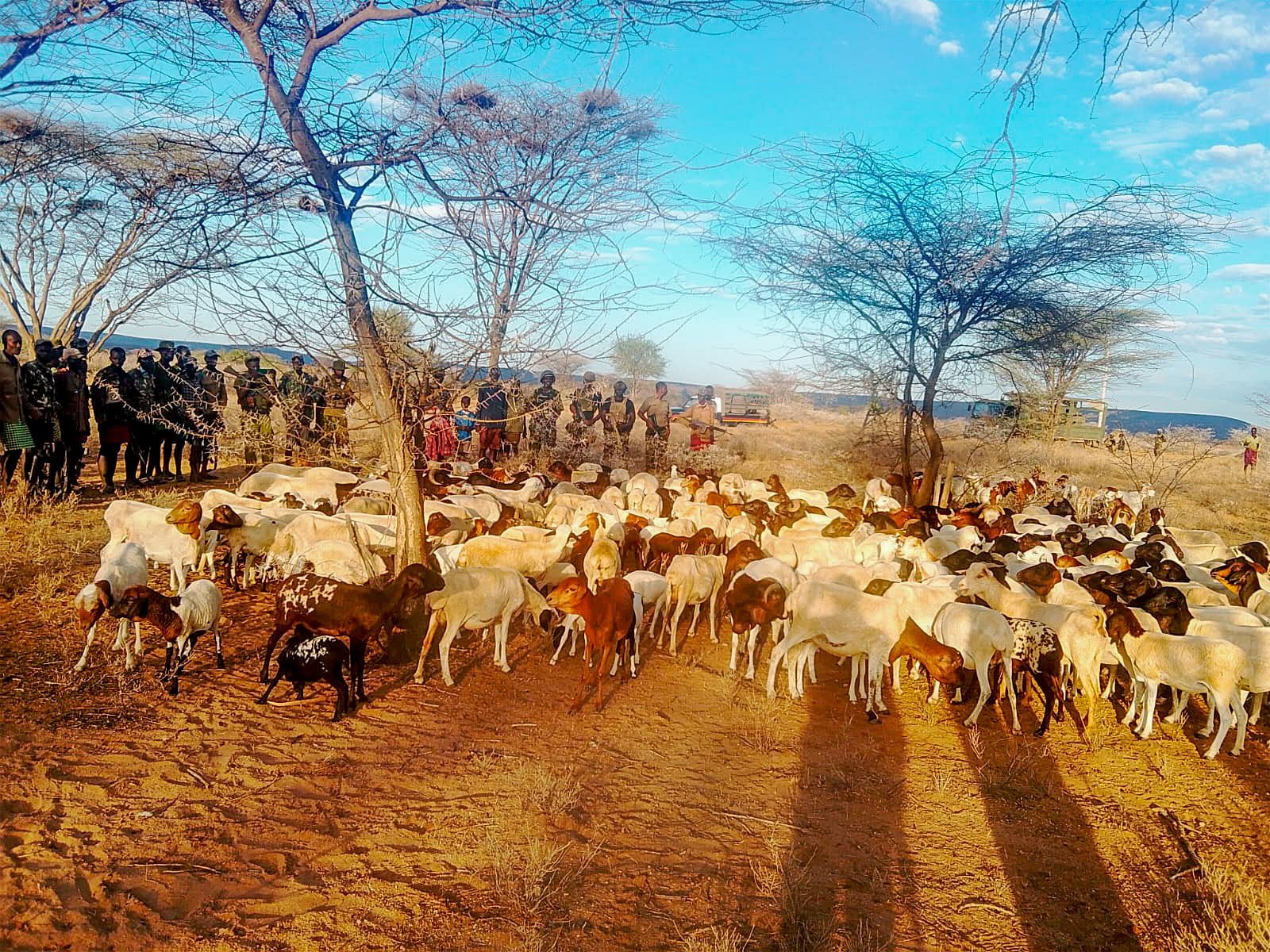 Bandits overpowered as police recover 370 stolen animals