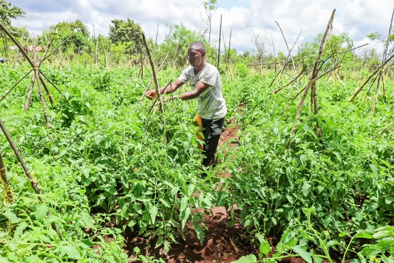 Cheaper, disease-free seedlings spark farming boom in Kirinyaga