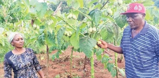Nairobi to host Africa’s premier fruit conference