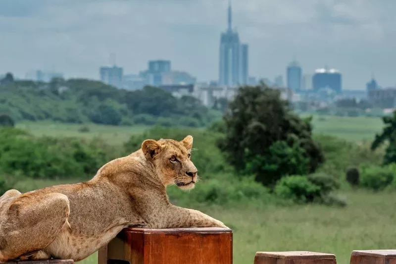 Court delays put Nairobi park at risk, warns lobby