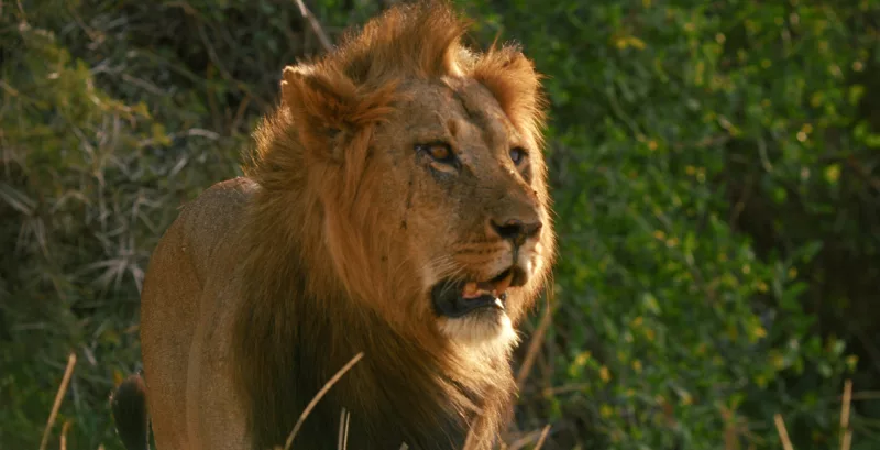 Lion Natgeo