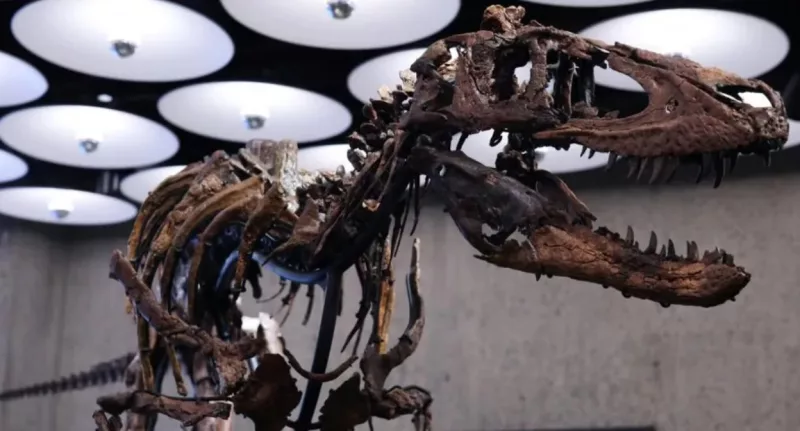 The auction house added that the Nanotyrannus is "one of only three such skeletons known to science."