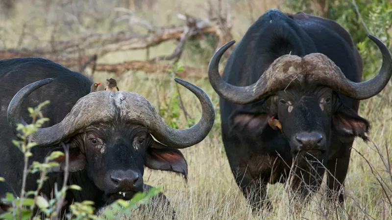 Why Kenya should give dairy buffaloes a chance