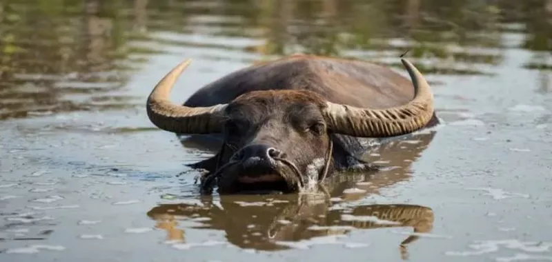 Kenya gazetted water buffalo as food animal in 2025