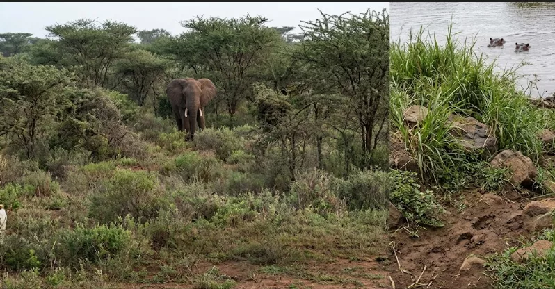 Elephant, hippo attacks leave two dead in Meru, Kiambu